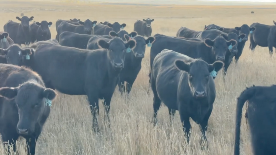 Spectacular Northern heifers! 925-975lbs – Your choice between March & April calvers! BH924A5
